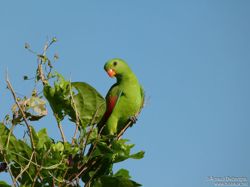 Red-winged Parrot female