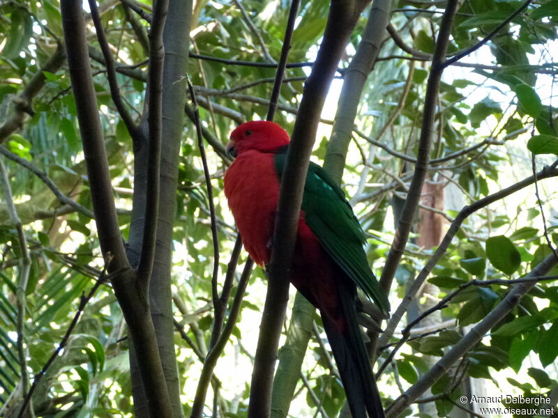 Australian King Parrot male