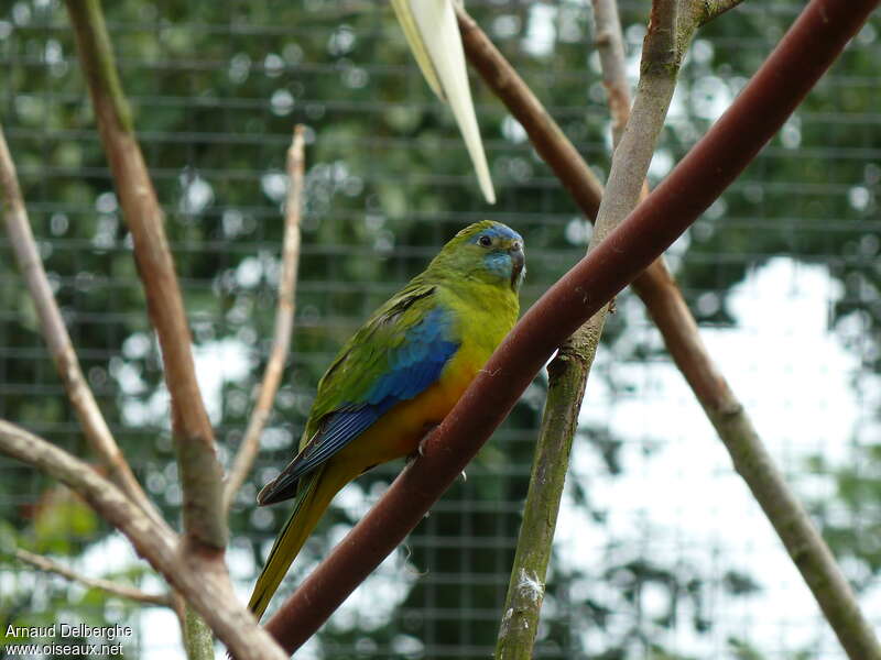 Turquoise Parrot male adult breeding, identification
