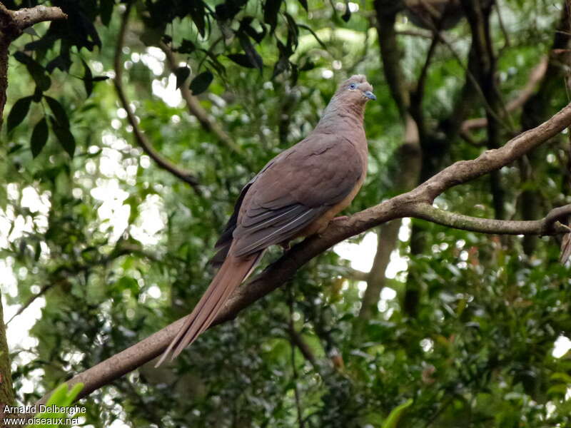 Brown Cuckoo-Doveadult, identification
