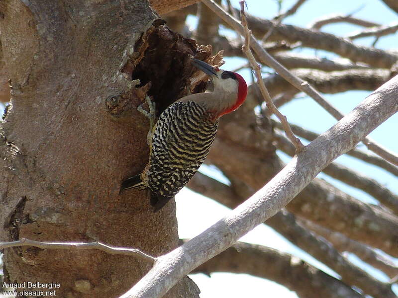 West Indian Woodpecker male adult, Behaviour
