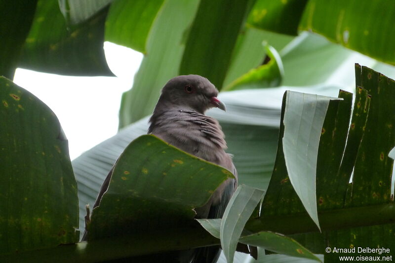 Pigeon du Pérou