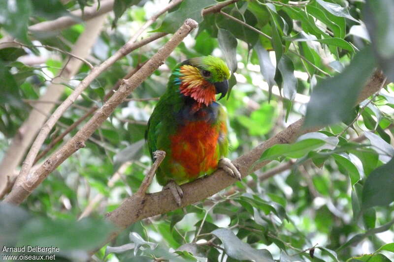 Edwards's Fig Parrot male, identification