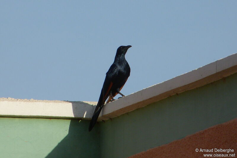Red-winged Starling male