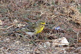 White-bellied Canary