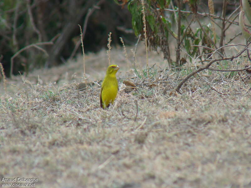 Brimstone Canary male adult, habitat, fishing/hunting