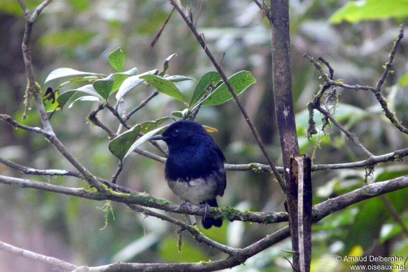 Madagascar Magpie-Robin