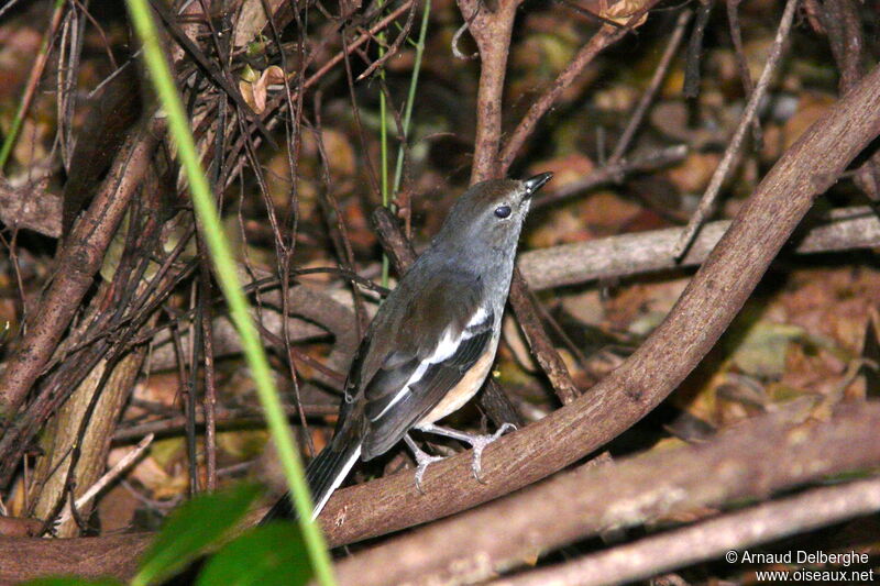 Madagascan Magpie-Robin female