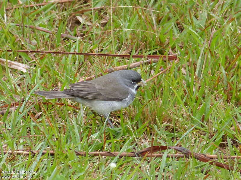 Double-collared Seedeater male adult, walking, fishing/hunting