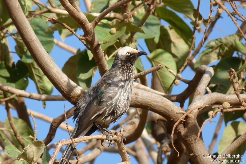 White-crowned Starling