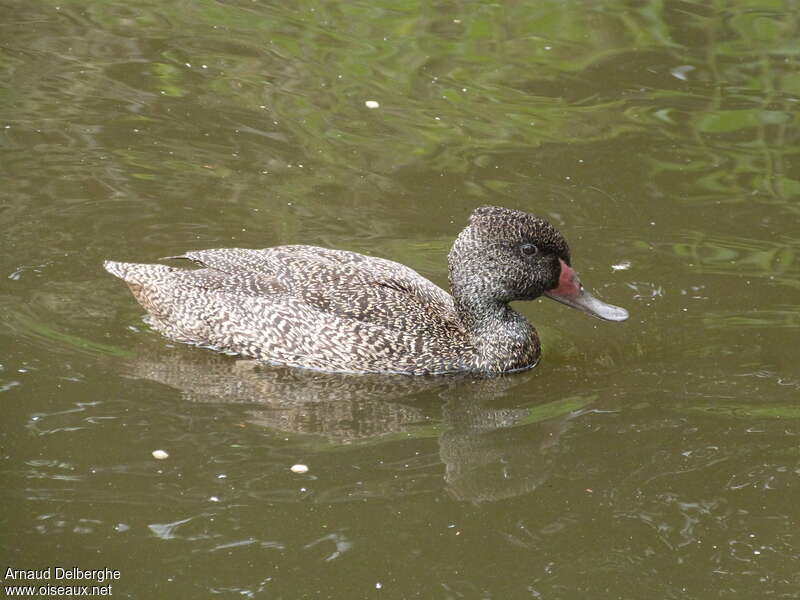 Freckled Duck male adult, identification