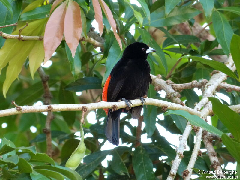 Scarlet-rumped Tanager (costaricensis)
