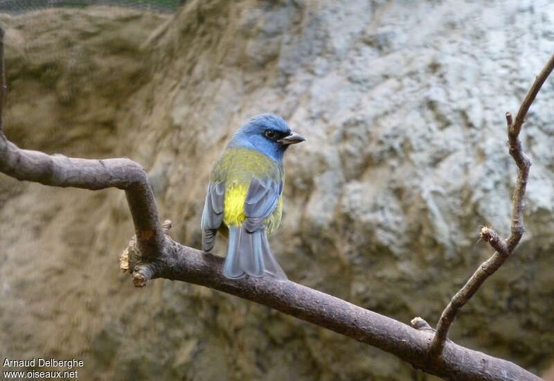 Blue-and-yellow Tanager male adult, pigmentation