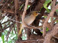 Southern Brown-throated Weaver