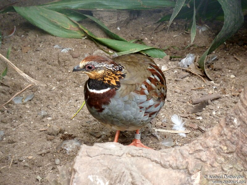 White-necklaced Partridge