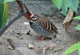 White-necklaced Partridge