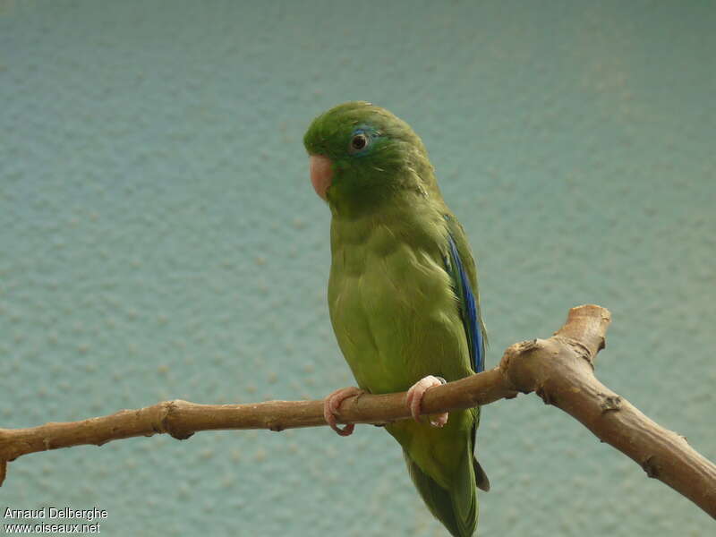 Spectacled Parrotlet male adult, identification