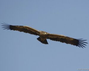 Aigle des steppes 
&copy; Arpit Deomurari