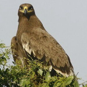 Aigle des steppes 
&copy; Arpit Deomurari