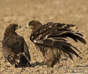 Aigle des steppes 
&copy; Arpit Deomurari