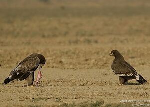Aigle des steppes 
&copy; Arpit Deomurari