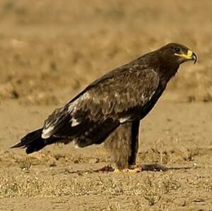 Aigle des steppes 
&copy; Arpit Deomurari