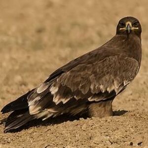 Aigle des steppes 
&copy; Arpit Deomurari
