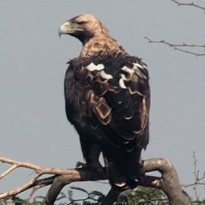 Eastern Imperial Eagle 
&copy; Arpit Deomurari