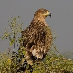Eastern Imperial Eagle 
&copy; Arpit Deomurari