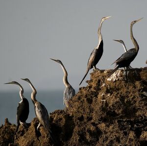 Oriental Darter