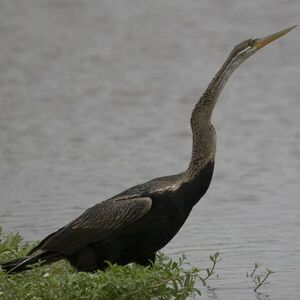 Oriental Darter