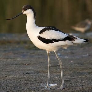 Pied Avocet 
&copy; Arpit Deomurari