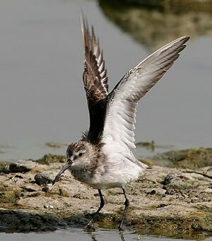 Curlew Sandpiper
