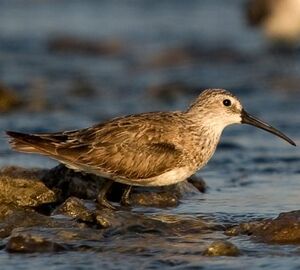 Curlew Sandpiper