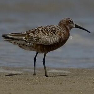 Curlew Sandpiper