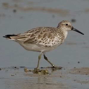Great Knot