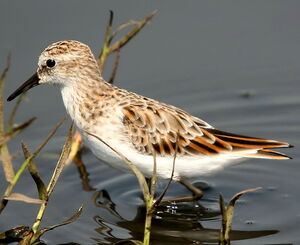 Little Stint 
&copy; Arpit Deomurari