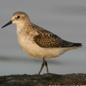 Little Stint 
&copy; Arpit Deomurari