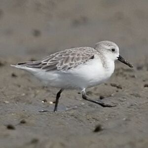 Bécasseau sanderling