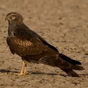 Hen Harrier 
&copy; Arpit Deomurari