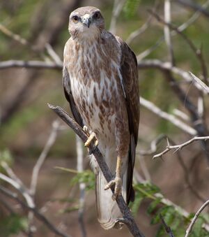 Common Buzzard 
&copy; Arpit Deomurari