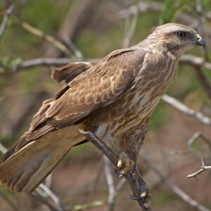 Common Buzzard 
&copy; Arpit Deomurari