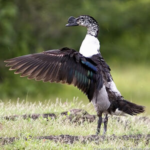Canard à bosse