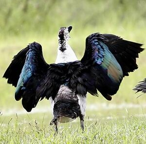 Canard à bosse