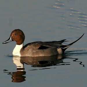 Northern Pintail 
&copy; Arpit Deomurari
