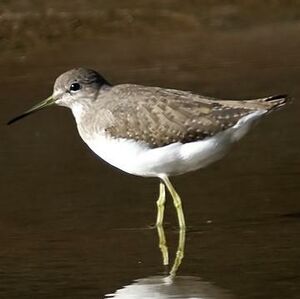 Green Sandpiper 
&copy; Arpit Deomurari