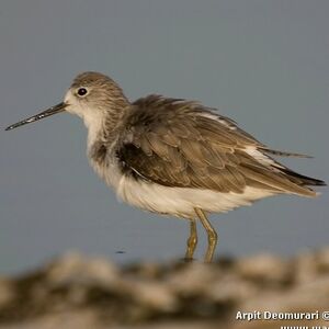 Marsh Sandpiper 
&copy; Arpit Deomurari