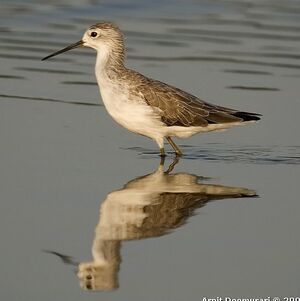 Marsh Sandpiper 
&copy; Arpit Deomurari