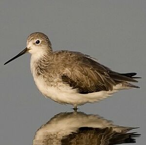 Marsh Sandpiper 
&copy; Arpit Deomurari