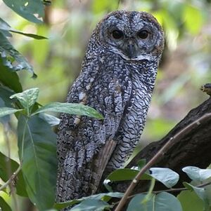 Mottled Wood Owl